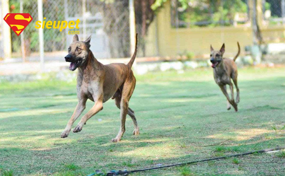 Chăm sóc sức khỏe cho chó xoáy Thái và chó Phú Quốc