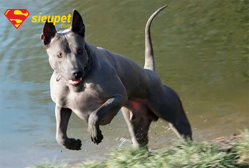Phân biệt chó xoáy Thái và chó Phú Quốc