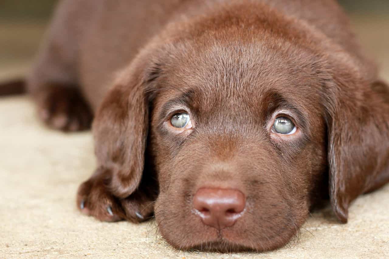 Giá chó Labrador con màu nâu socola