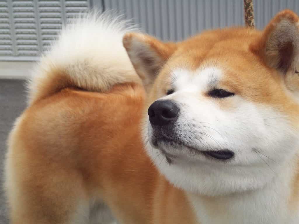 Mặt chó Akita
