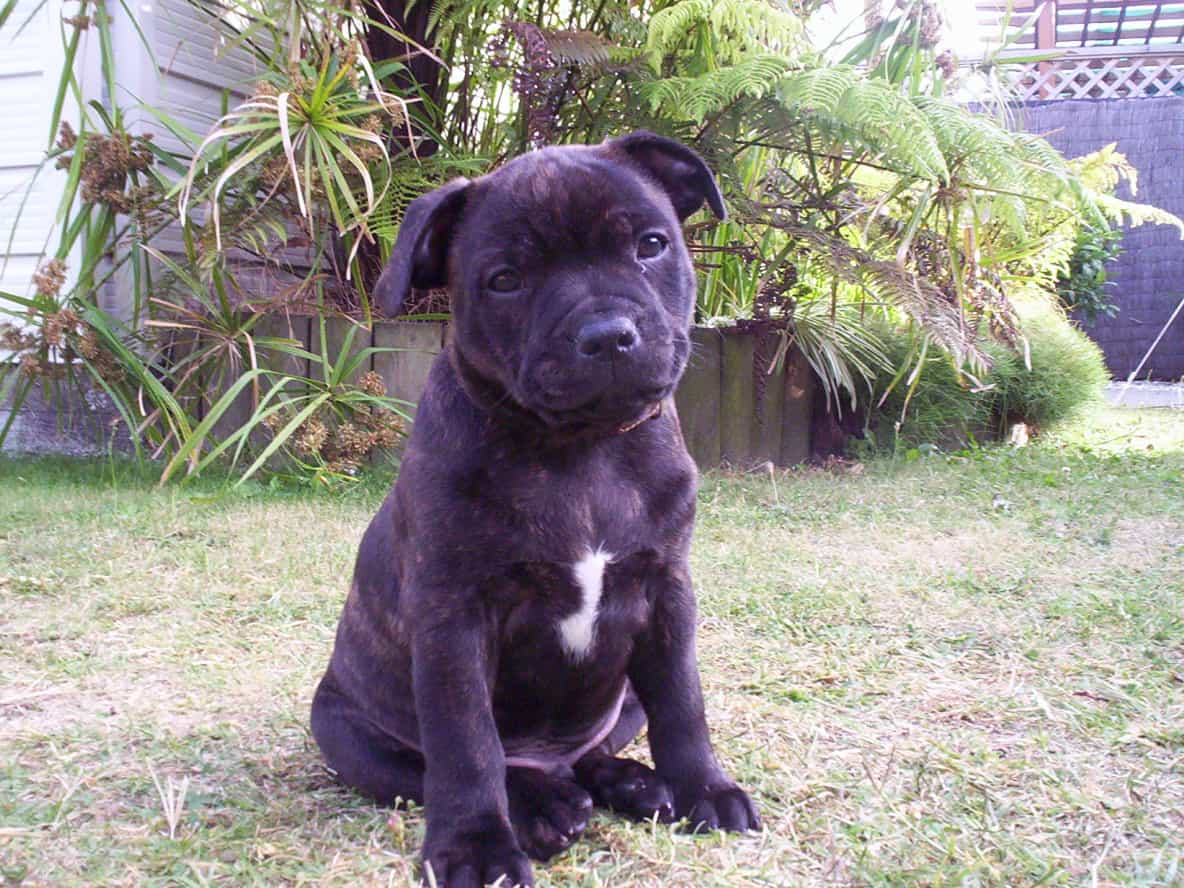 Nên chọn mua chó Pitbull con hay trưởng thành?