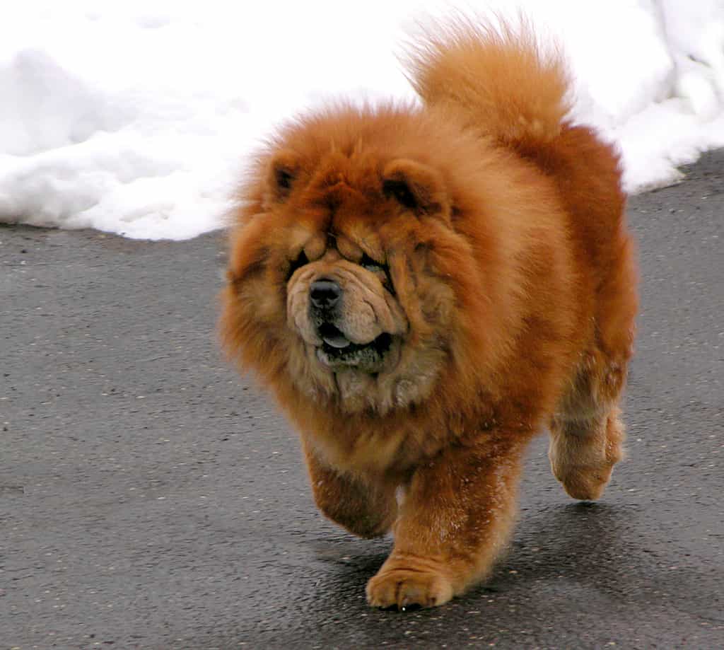 chow chow puppies