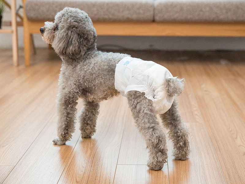chu kỳ kinh nguyệt của chó poodle