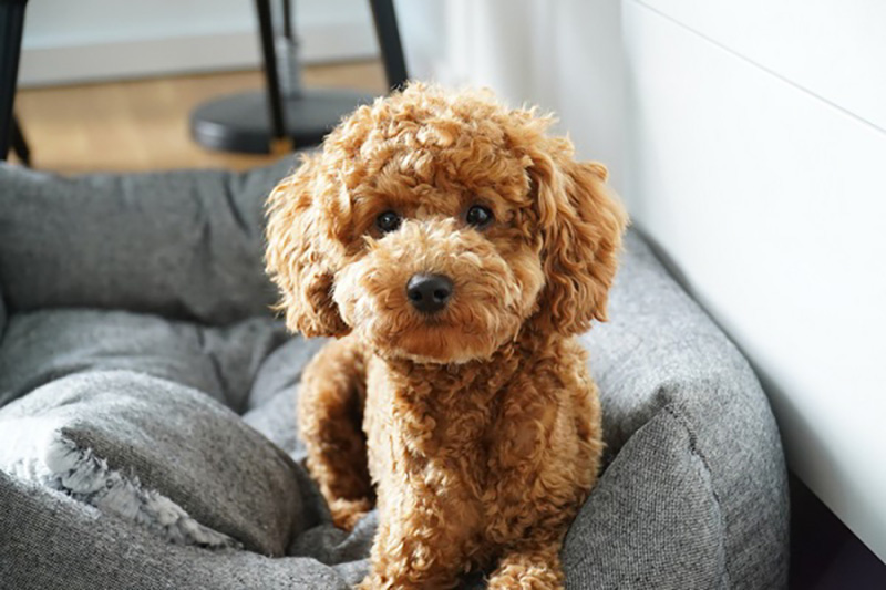chu kỳ kinh nguyệt của chó poodle