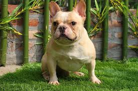 Bull Pháp