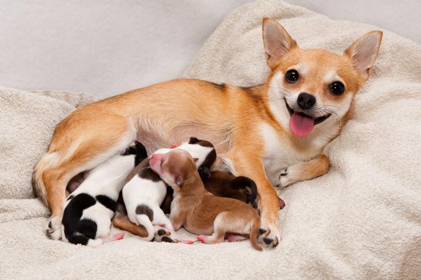 Chăm sóc chó đẻ trước sinh