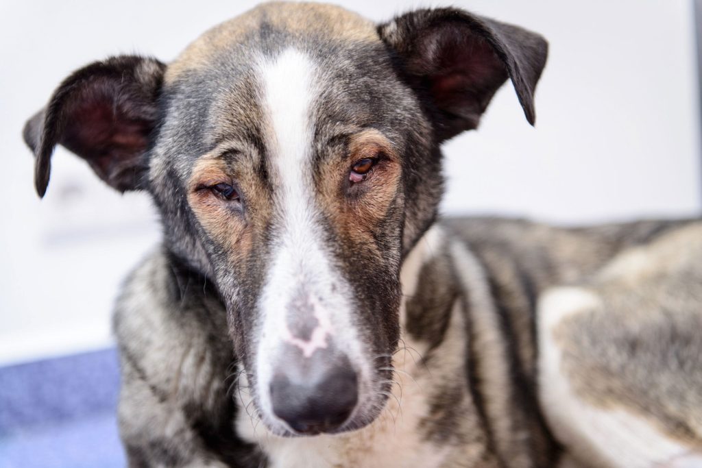 Cần phòng tránh chó bị đau mắt