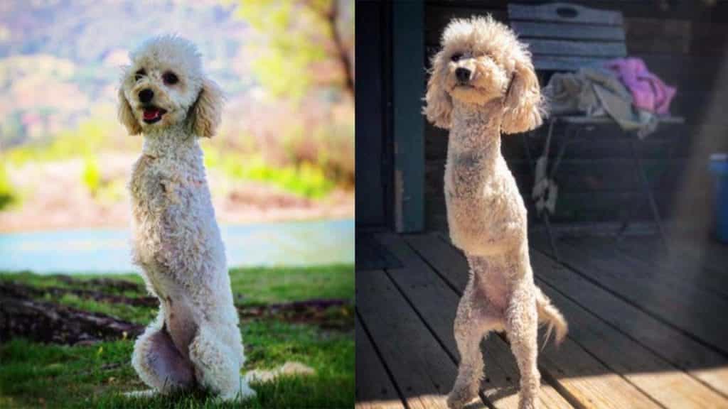 Có nên dạy chó Poodle đi bằng 2 chân?