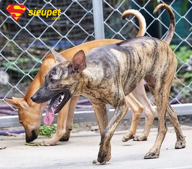 Rủi ro khi nuôi chó Phú Quốc sai cách