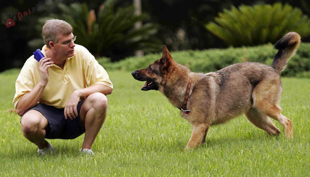 Cách chọn chó khôn và cách nuôi dưỡng chó khôn