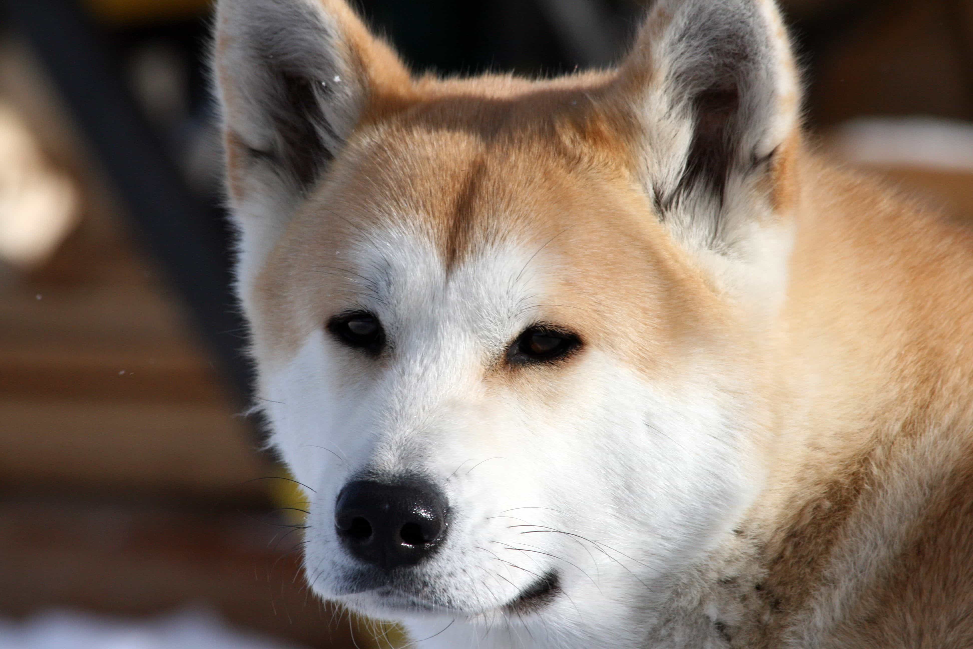 Chó Akita đang nhìn