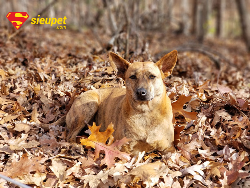 Đặc Tính Chó Phú Quốc thông minh và nhanh nhẹn