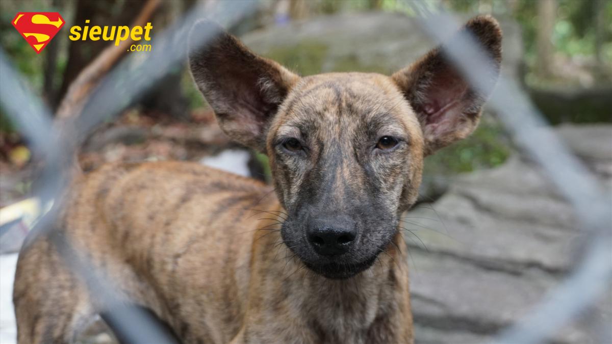 Ưu điểm của Đặc Tính Chó Phú Quốc