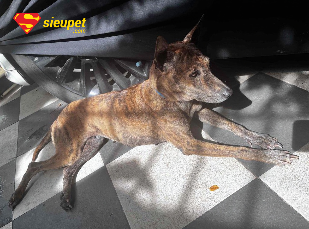 Đặc Tính Chó Phú Quốc trong quá trình huấn luyện