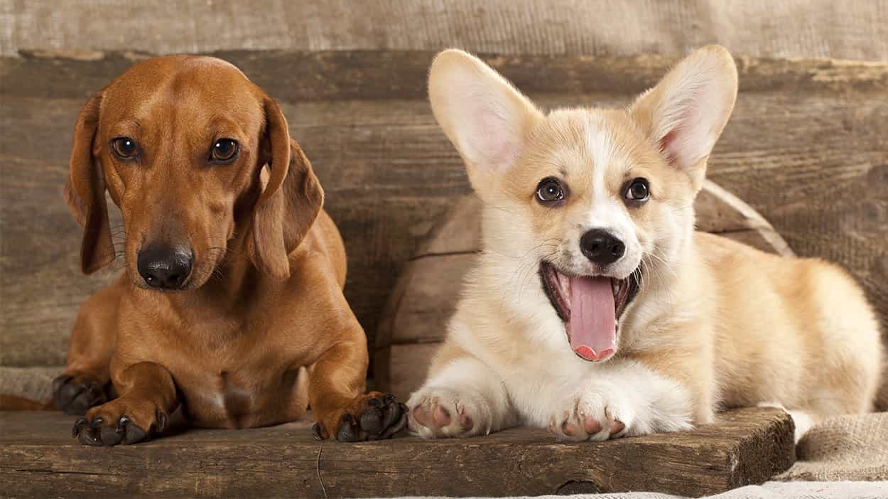 Chó Lạp xưởng và chó corgi là 2 giống chó nhỏ