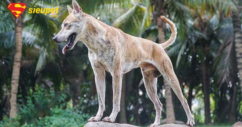đặt tên cho chó phú quốc đang là xu hướng