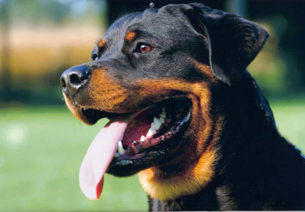 Đầu chó Rottweiler thuần chủng có độ rộng vừa phải