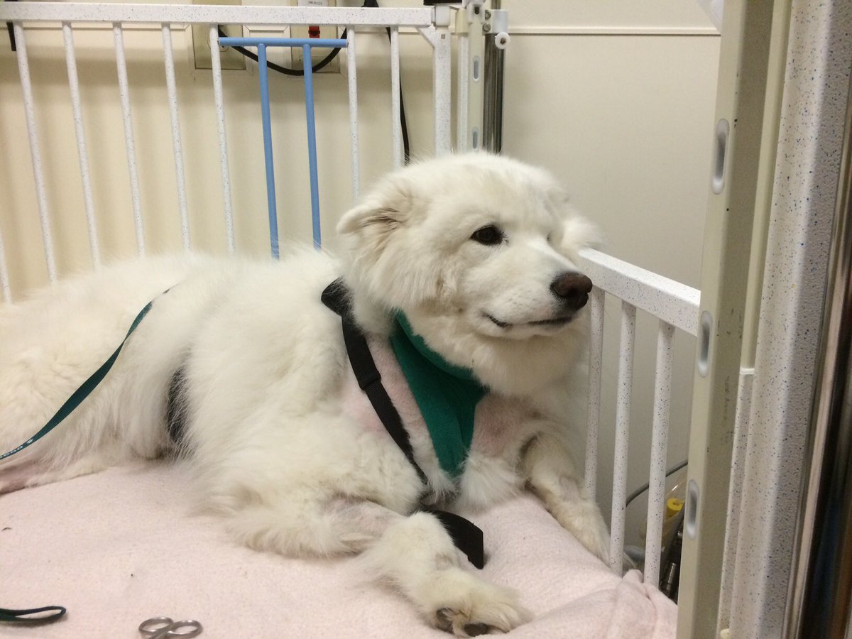 Samoyed nằm trên giường bệnh