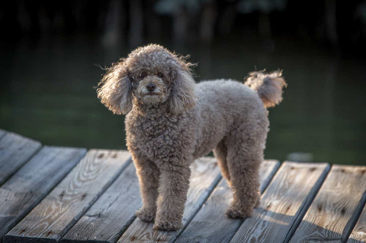 Bạn nên kiểm tả độ chính xác giấy tờ của chó Poodle ngoại