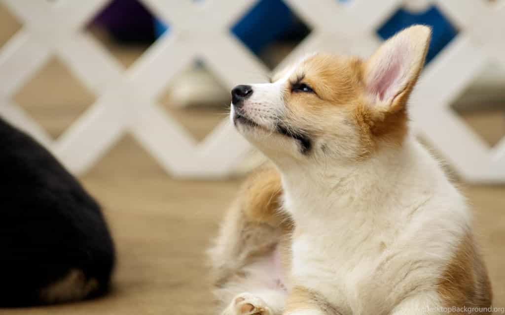 Tại tp hcm có khá nhiều nơi bán chó Corgi