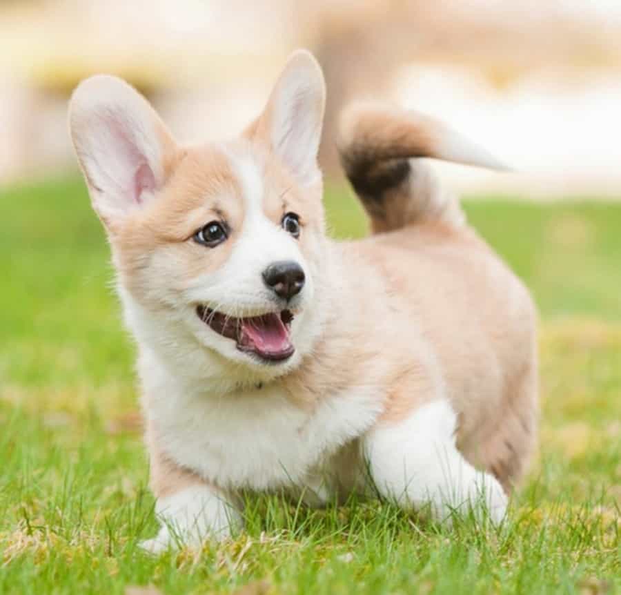 Mua bán chó Corgi uy tín, chất lượng trên toàn quốc