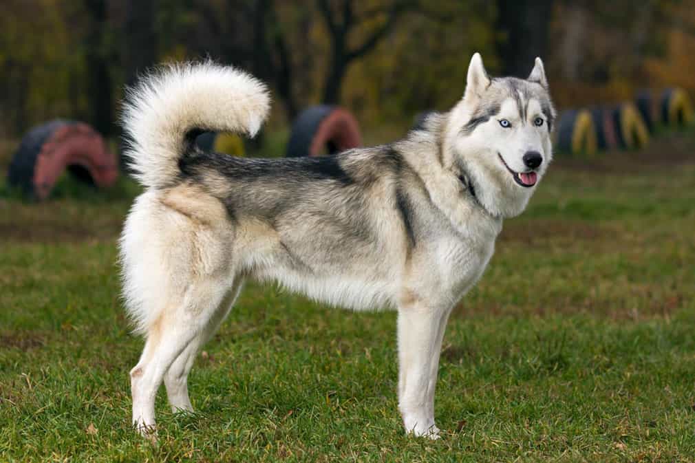 Bạn có thể mua chó Husky tại Hà Nội