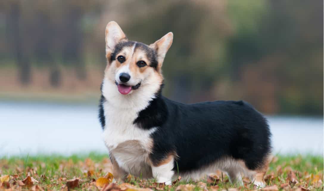 Địa chỉ uy tín bán chó Pembroke Corgi tại Việt Nam