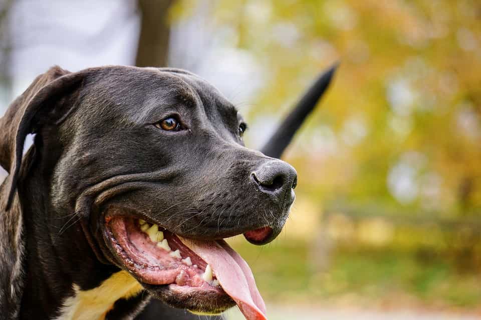 Tại tphcm không có nhiều địa chỉ uy tín bán chó Pitbull