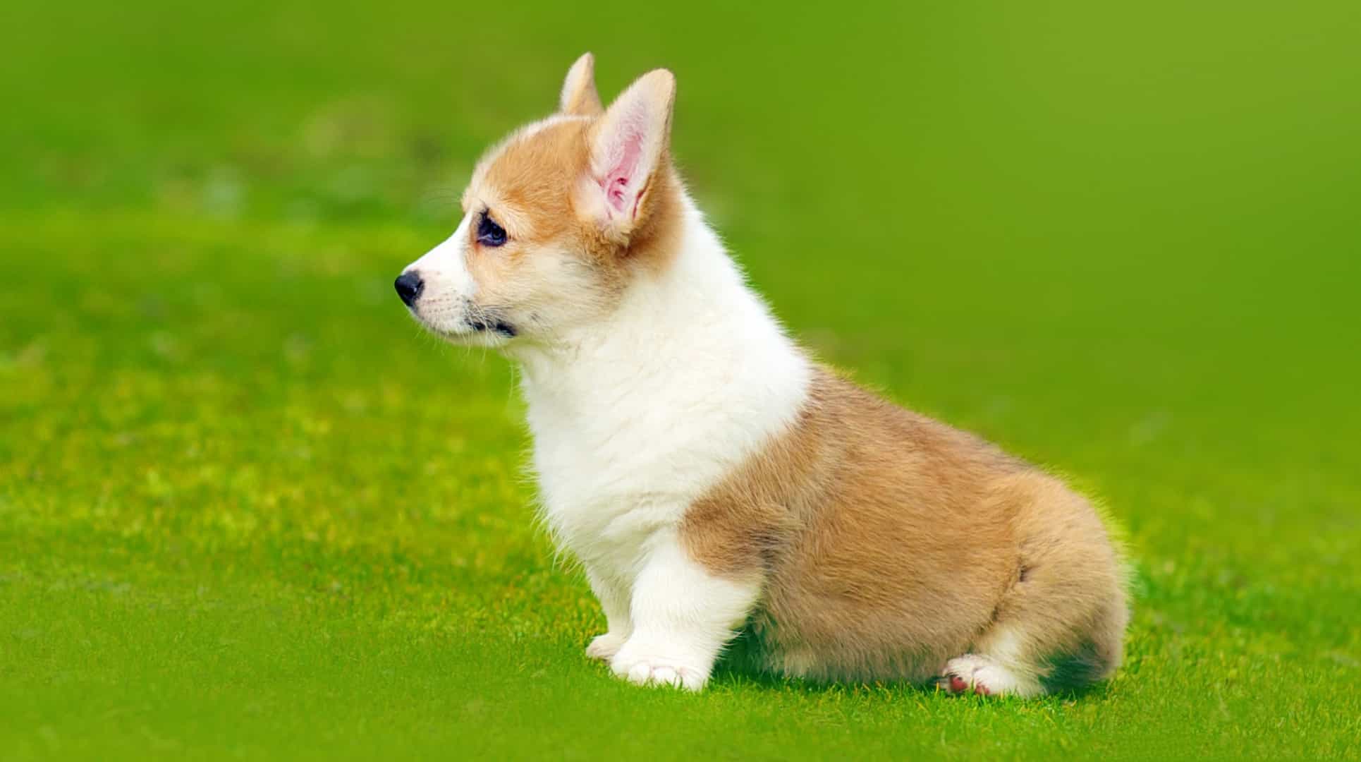 Nơi bán chó Corgi uy tín tại Hà Nội