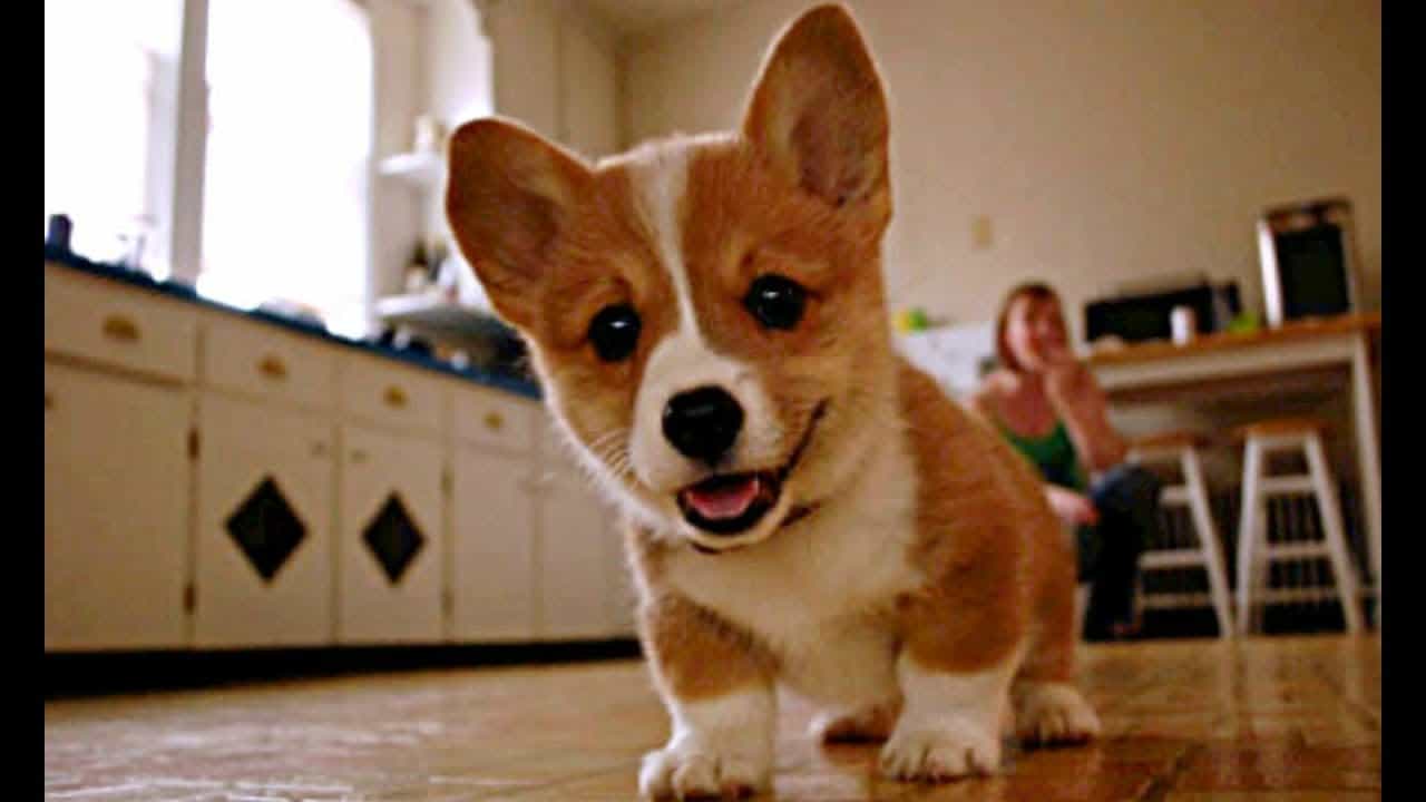 Bạn có thể mua chó Corgi tại Sieupet.com
