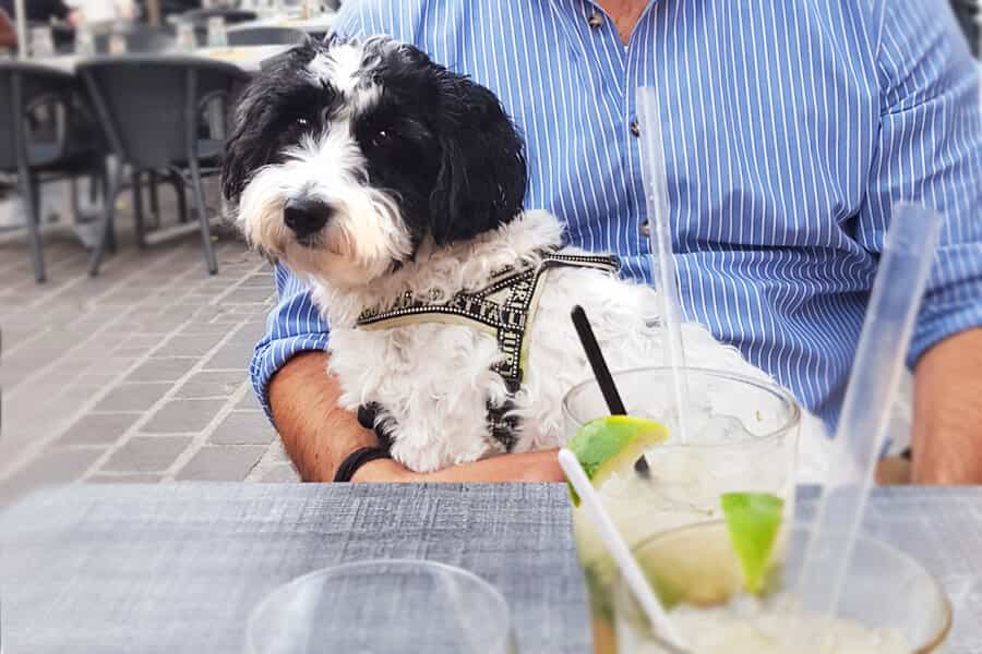 Nên tìm một địa chỉ uy tín trước khi mua Poodle