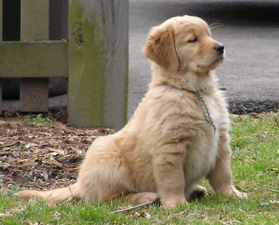 Chó Golden con đang ngồi trên bãi cỏ