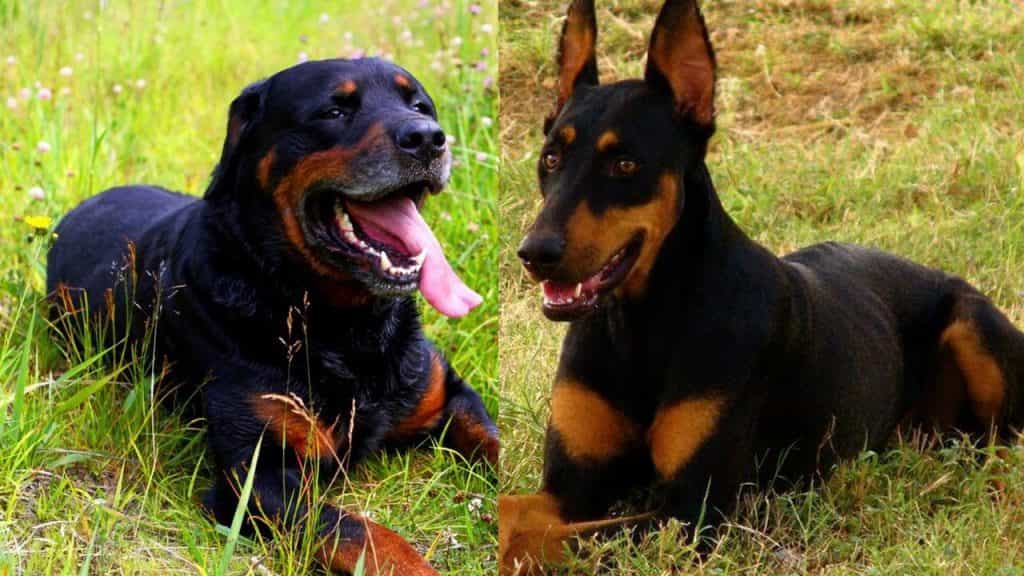 Hai chú chó Rottweiler và Doberman đang nằm trên bãi cỏ