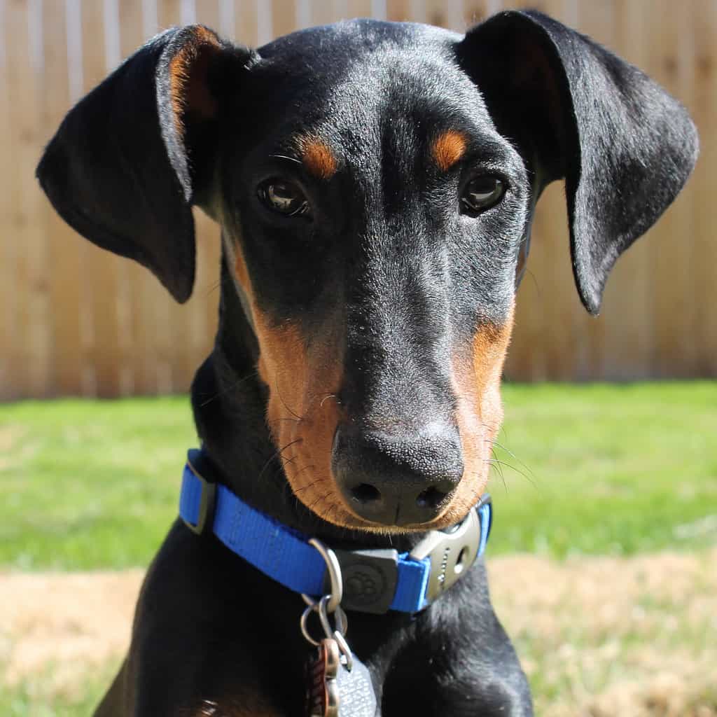 Doberman giá bao nhiêu