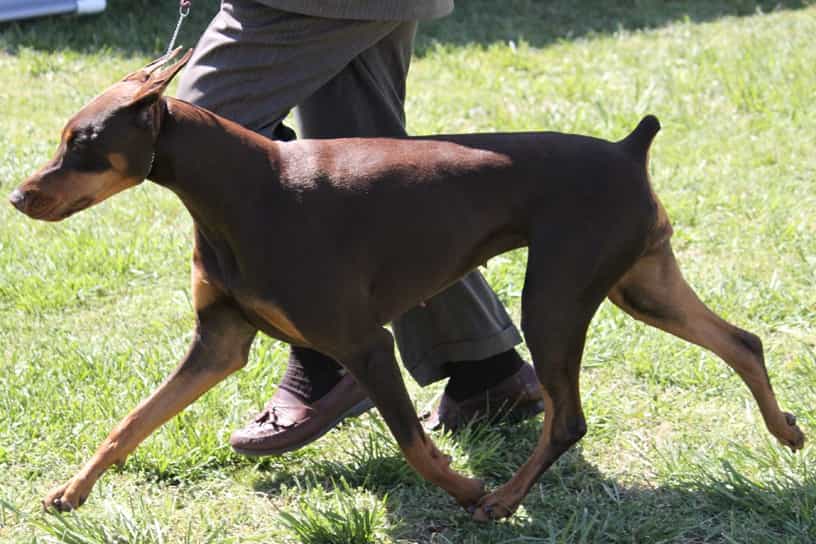 Doberman pinscher nên mua ở đâu, chất lượng thế nào