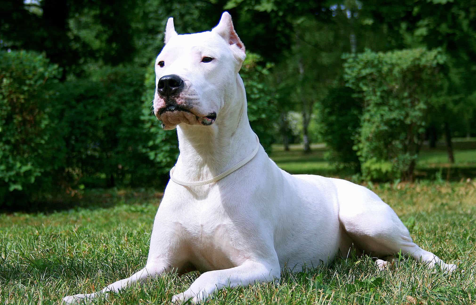 Dogo Argentino thuần chủng