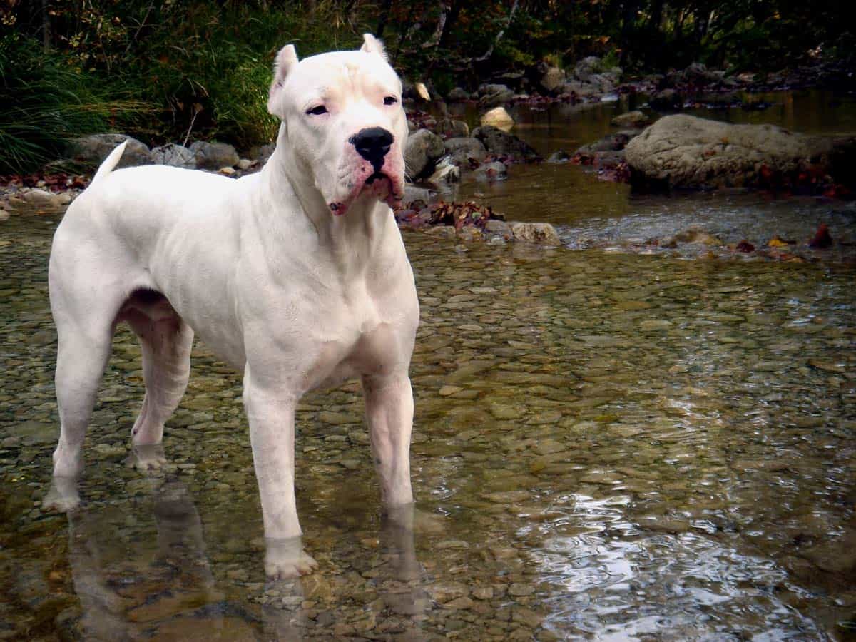 Hình ảnh chú chó Dogo Argentino