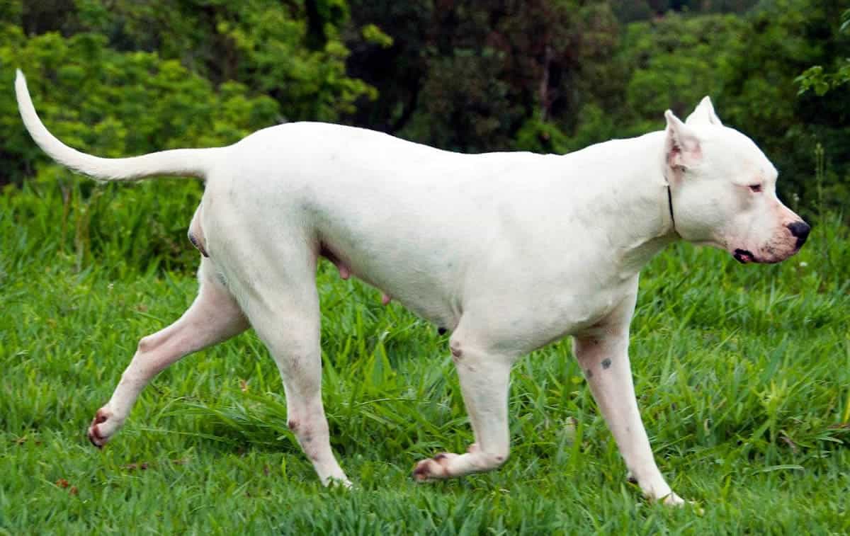 Chó Dogo Argentino - Đứa con lai của nhiều dòng chó chiến | Sieupet.com