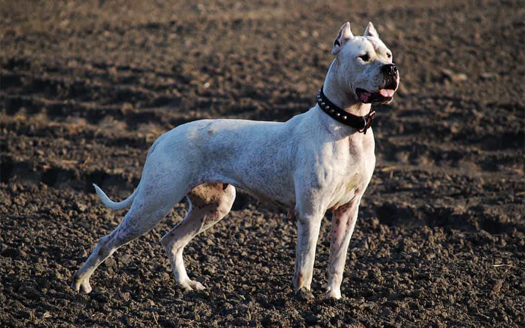 Chó Dogo Argentino giá bao nhiêu