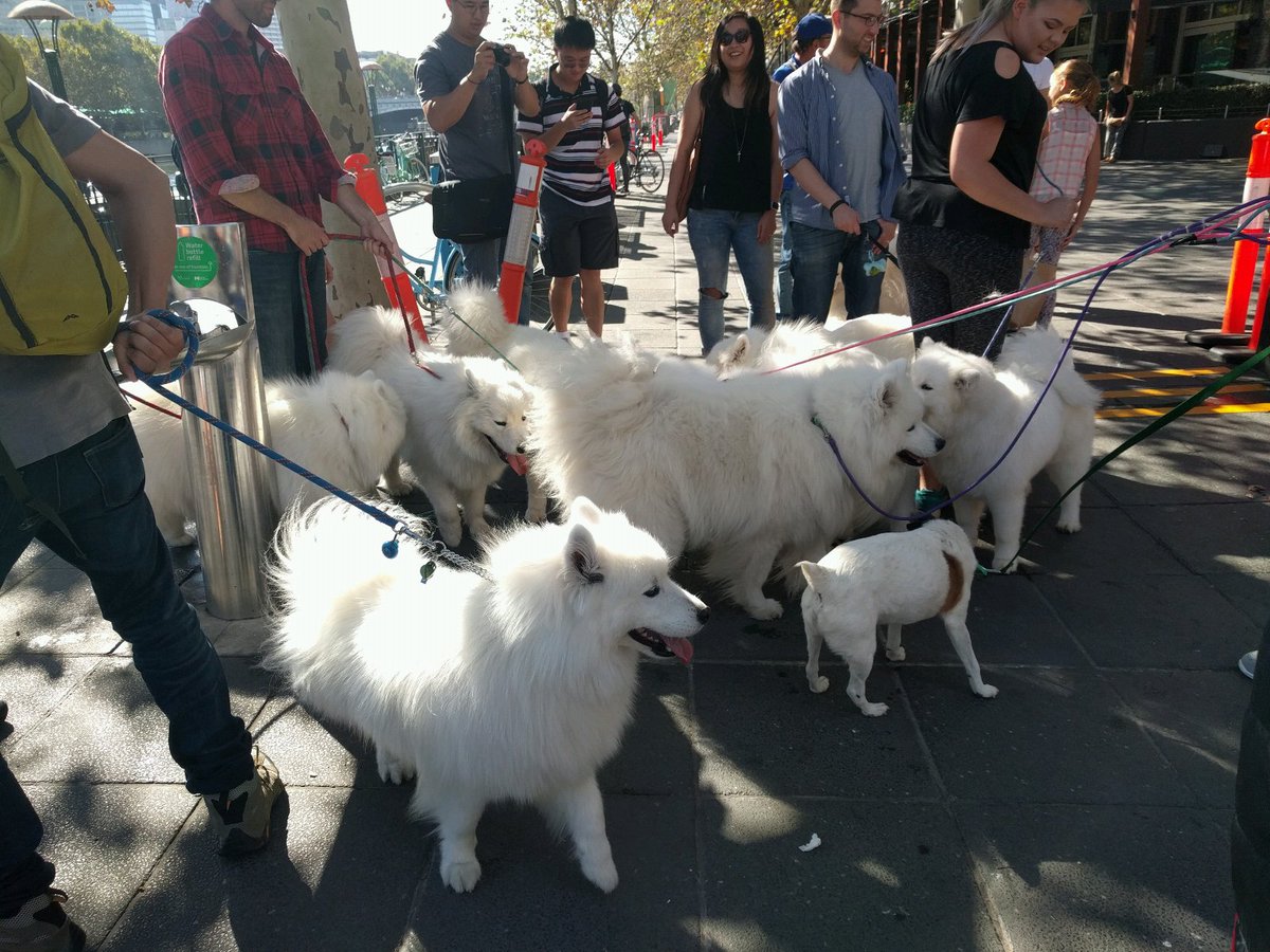 Dẫn Samoyed đi dạo ngoài trời cùng nhiều chủ nuôi khác
