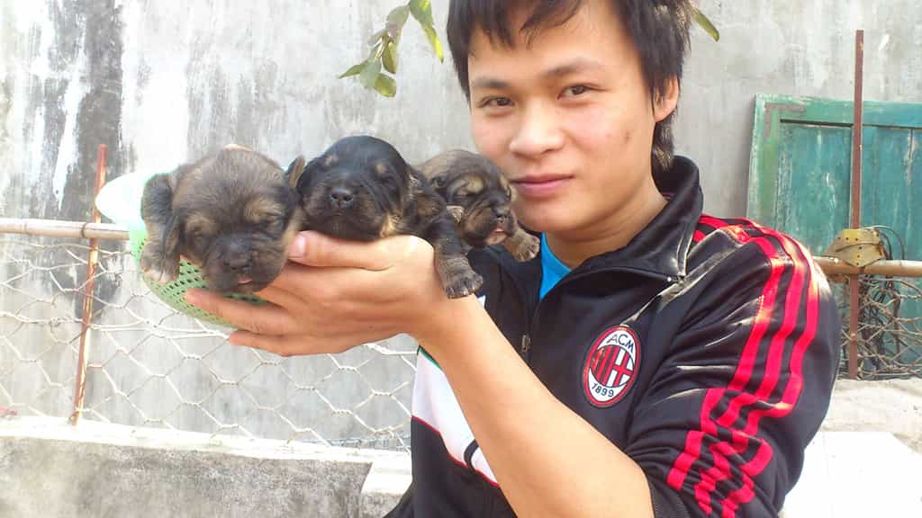 Chó Ngao Tây Tạng giá bao nhiêu?