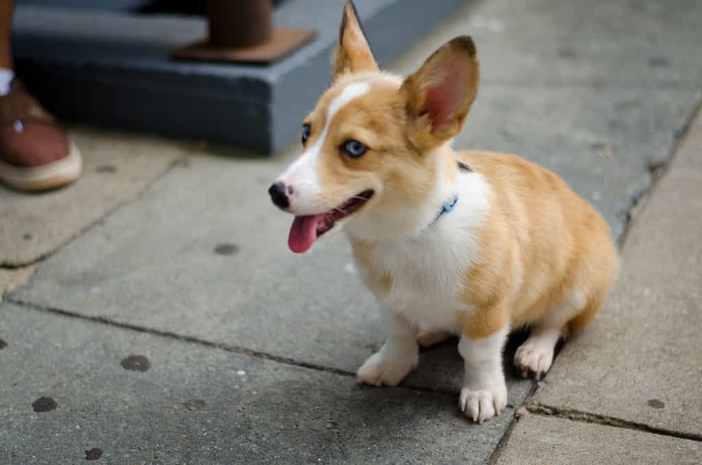 Chó Corgi có giá khá cao