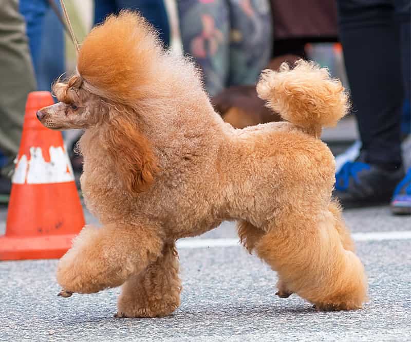 Giá chó Poodle phụ thuộc vào nhiều yếu tố