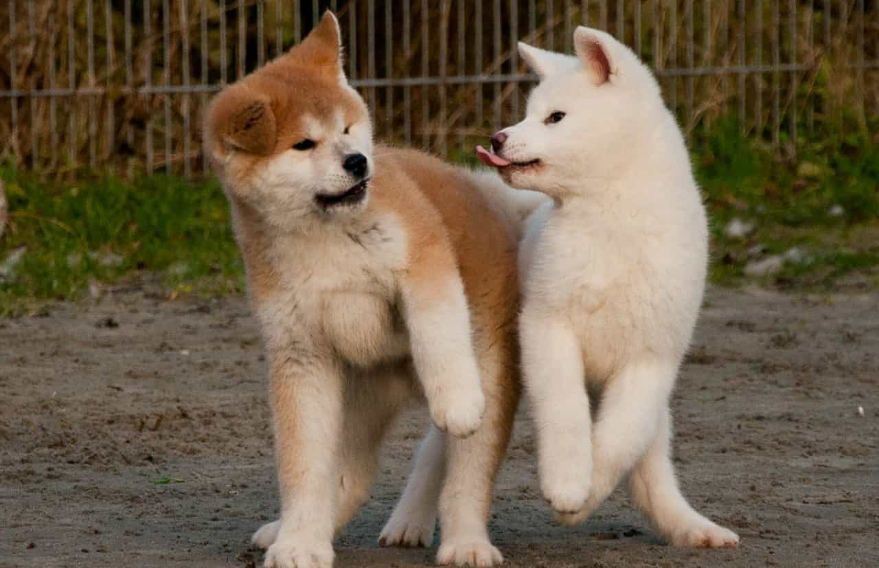 Hai chú chó Akita đùa nghịch