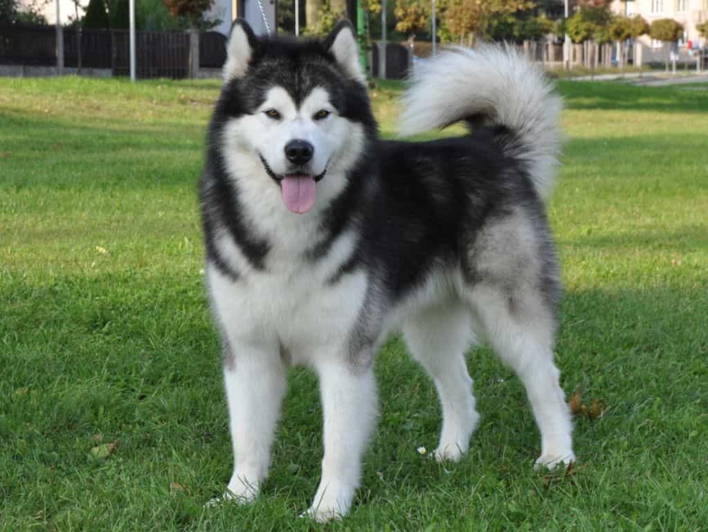 Giá chó Alaska thuần chủng