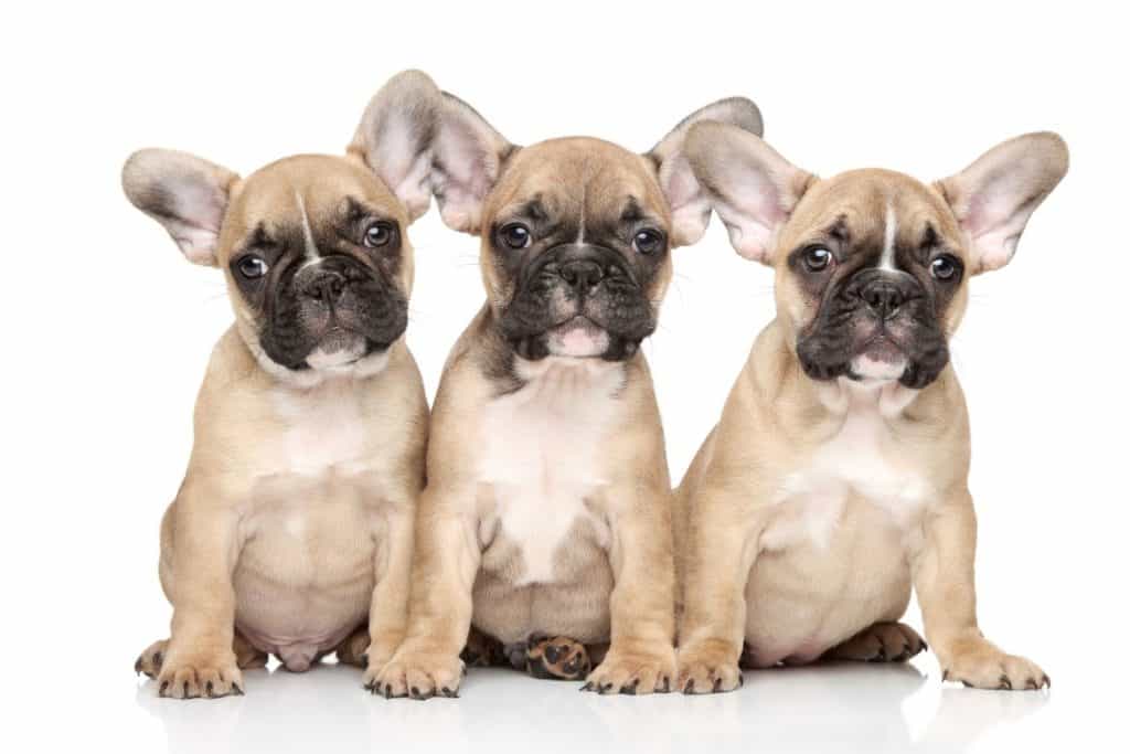 Giá chó Bull Pháp trong nước khá cao