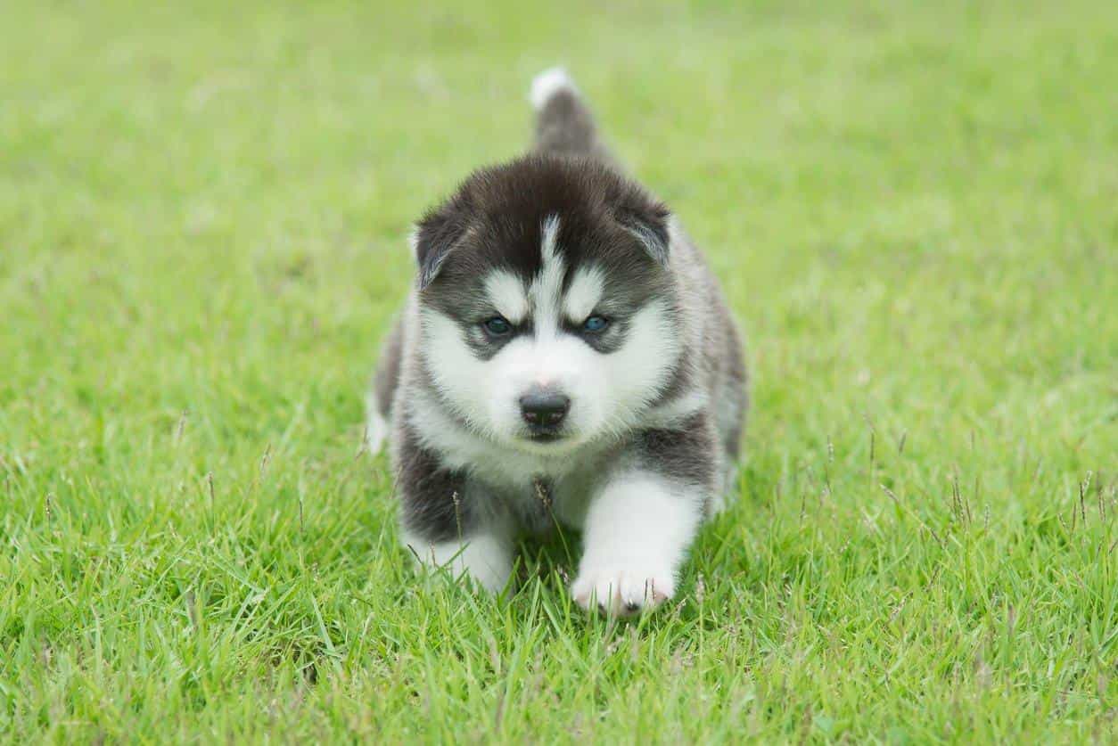 Giá chó Husky nhân giống trong nước