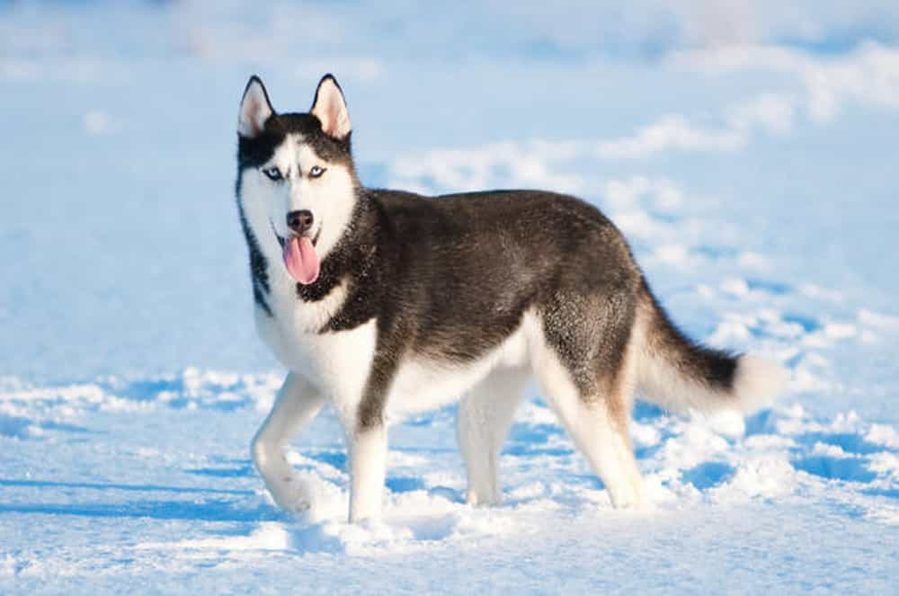 Giá chó Husky nhập khẩu từ Châu Âu
