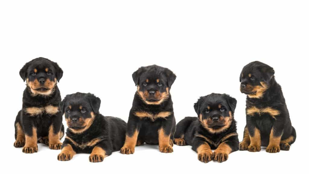 Giá chó Rottweiler nhân giống trong nước
