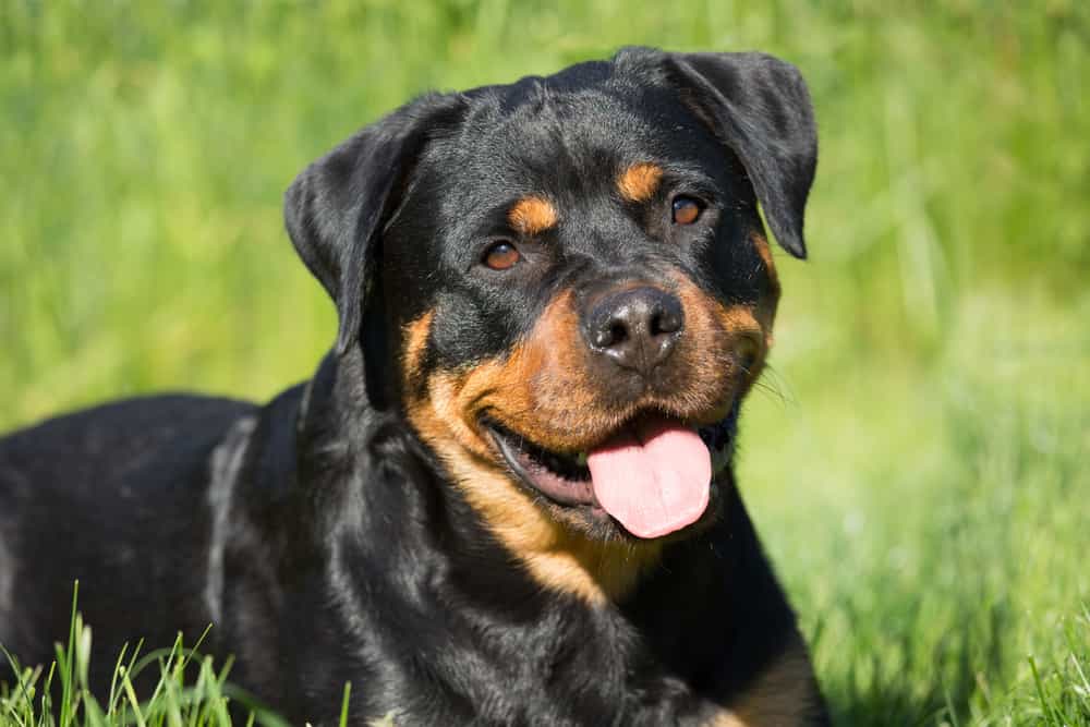 Giá chó Rottweiler nhập khẩu từ Châu Âu